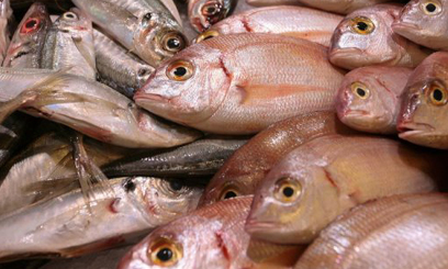 South Korea bans fish imports
