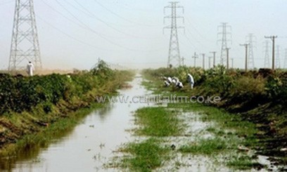 Rice plants seed of hope on Sudan's damaged farms/AFP
