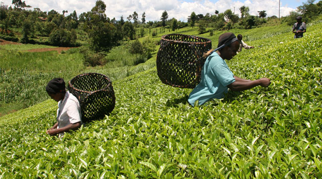 According to Tea Board of Kenya statistics, exports earnings rose by 2 percent from Sh112.2 billion in 2012 to Sh114.4 billion recorded in 2013/FILE