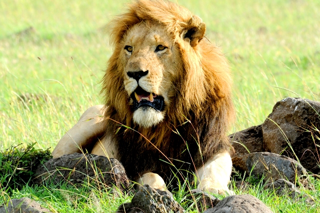 lion territory wars photographed by Susan Wong 2012 mature males backup 4