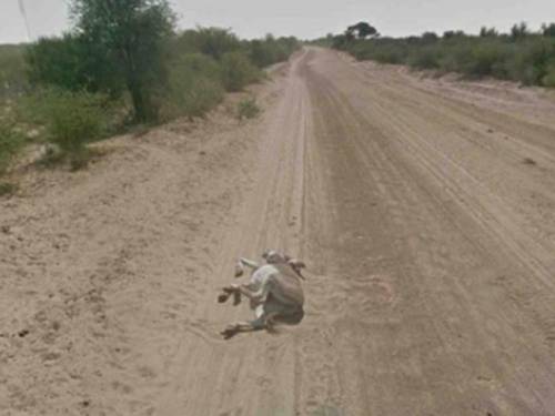 donkey-google-shot