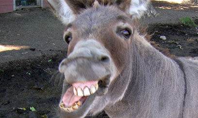 A photograph of a donkey