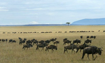 WILDEBEESTE-MARA