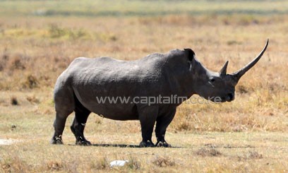 Over 270 rhinos have been killed illegally in South Africa since the start of the year for their horns/XINHUA