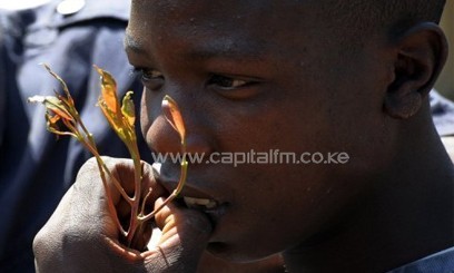 Khat has for centuries been chewed by users in Ethiopia, Kenya, Somalia and Yemen/AFP