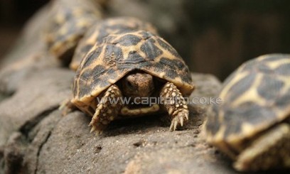 File picture shozs star tortoises at the Sundarvan Nature Discovery Centre in Ahmedabad, India on August 5, 2007/AFP