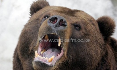 A Kamchatka brown bear at Moscow Zoo on April 4, 2006/AFP