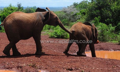 Elephant poaching has been on the rise in Kenya in recent months. Photo/ XINHUA FILE