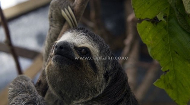 The sloths dwell in the forest canopy, where they live mainly on tree leaves. Photo/AFP