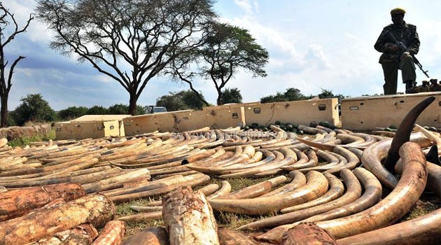 In just three months Kenya has lost 51 elephants. KWS numbers place the elephant population at 38,000. On the last Friday of March, Kenya lost another rhino bringing the total number of rhinos killed in 2014 only, to 19. The country has only 1,039 rhinos alive today/FILE