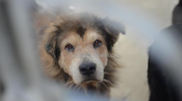 A dogs' home in northern England said it was "overwhelmed" after an online appeal launched following a horrific blaze, which claimed the lives of 53 animals, raised £1 million in 24 hours/AFP FILE