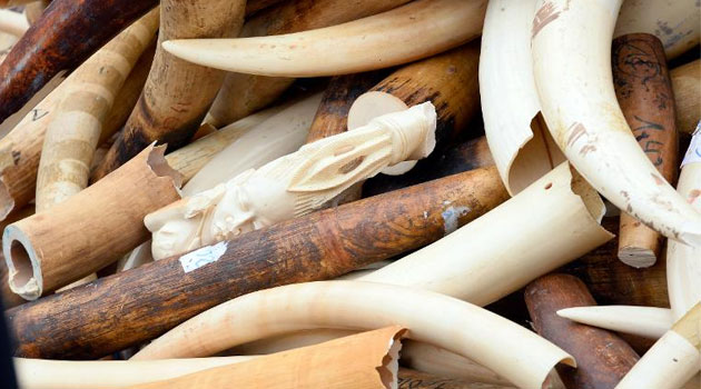 French customs seize biggest ivory haul in nine years/AFP