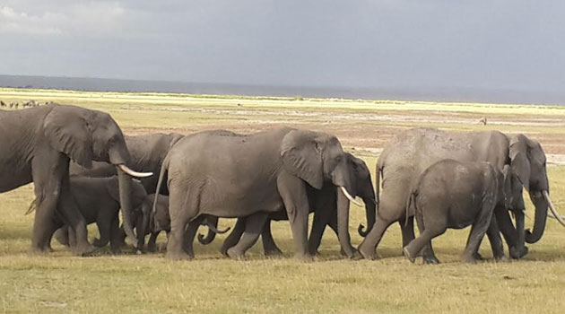 In the last three years over 100,000 elephants have been killed across Africa to supply Ivory to illegal markets with proceeds from the trade used to support criminal activity that include armed conflict and terrorism/JUDIE KABERIA