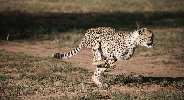 The Cheetah Conservation Fund in Otjiwarongo, Namibia, founded by Laurie Marker in 1990, is dedicated to saving the cheetah in the wild/AFP