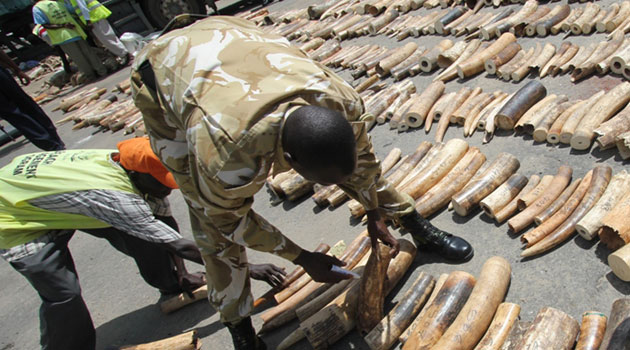 Speaking after receiving a consignment of ivory set to be burnt at the end of this month, KWS Director General Kitili Mbathi stated that the high prices of such commodities is to blame for the high poaching rate/FILE