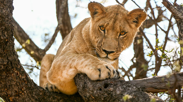 The lions, with names such as Zeus and Shakira, were freed after the use of wild animals in circuses was outlawed in Peru in 2011 and Colombia in 2013/FILE