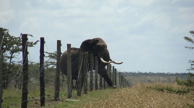 Image result for jumbo elephant on the run images in kenya