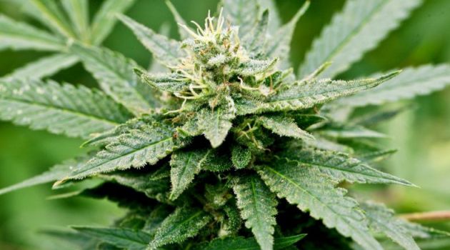 Several European countries, as well as a number of US states, have legalised marijuana./AFP
