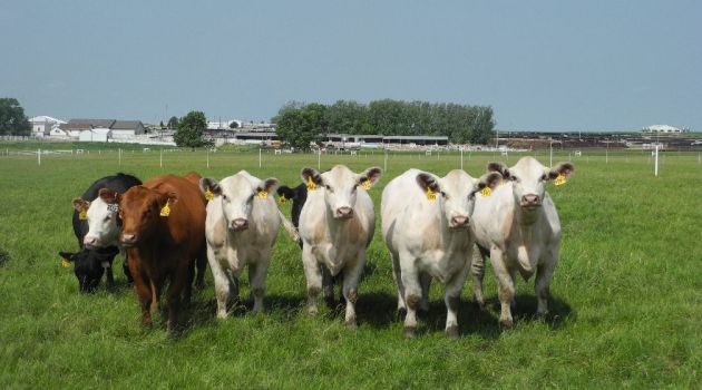 Four white heifers, 'genetic twin sisters' produced using cloning technology, from a very elite Shorthorn cow in the US, seen at the headquarters of Trans Ova Genetics in Sioux Center, Iowa/AFP