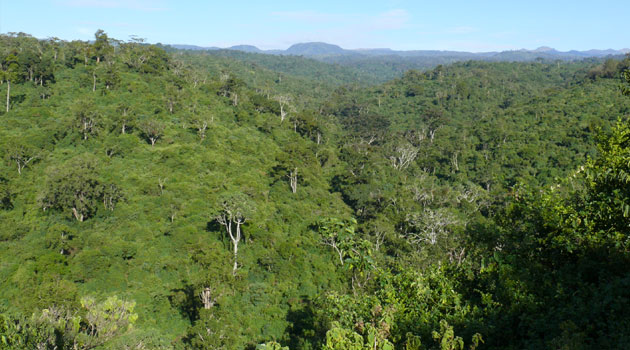 Reports indicated the four were located in a moorland within the forest range mid Monday morning/FILE