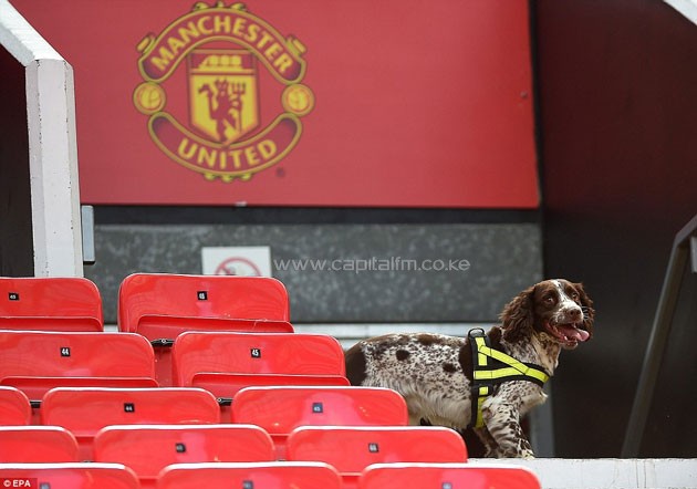 Sniffer dogs search the West Stand after stands were evacuated before the football between Manchester United and Bournemouth.PHOTO/courstesy