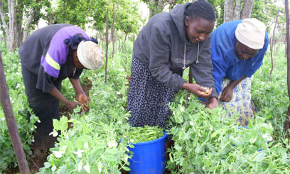 farmers