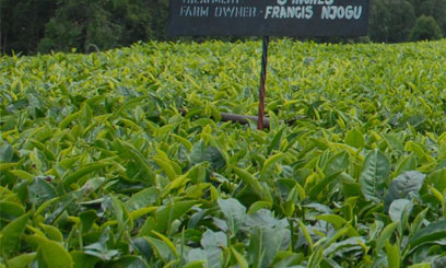 TEA-FARM