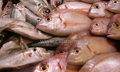 Dozens of fish after they were captured/FILE