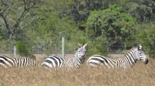 chinese tourist in kenya