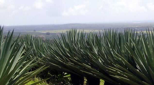 Initially, the offer to buy all issued ordinary shares of the Nairobi Securities Exchange-listed sisal grower was slated for closure on May 13, 2015/FILE