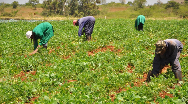 Image result for agriculture in kenya