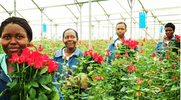 Kenya S Flower Farms On Steady Rebound