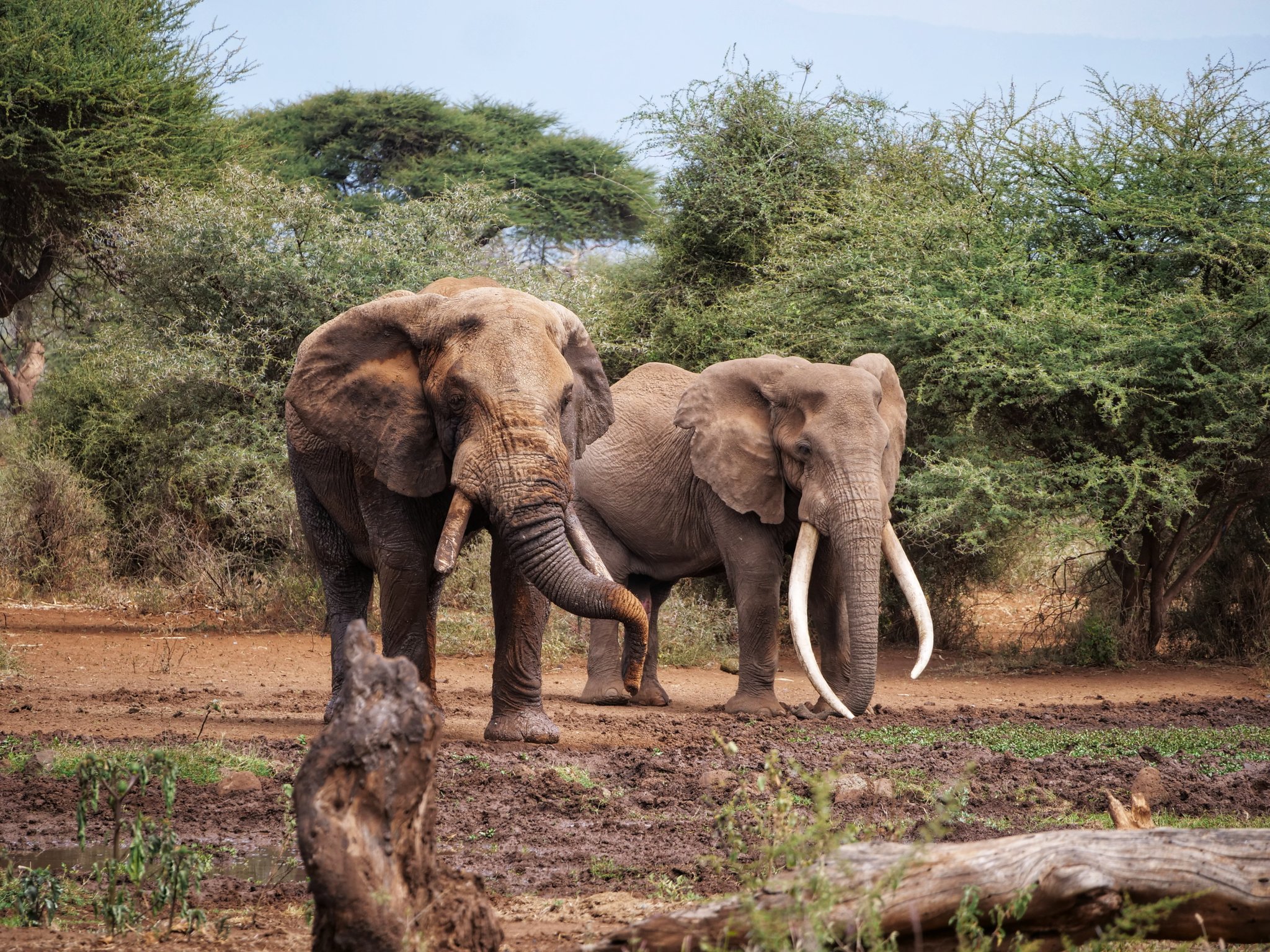 Elephants named Tusker, ‘Magical Kenya.. in Kenya’s first- ever Tembo naming festival