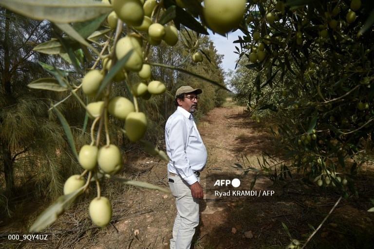Algerian farmer’s olive oil wins global recognition - Capital Business