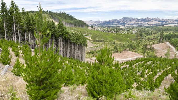 Mastercard, Jumia donate 25,000 trees in support of Priceless Planet Coalition