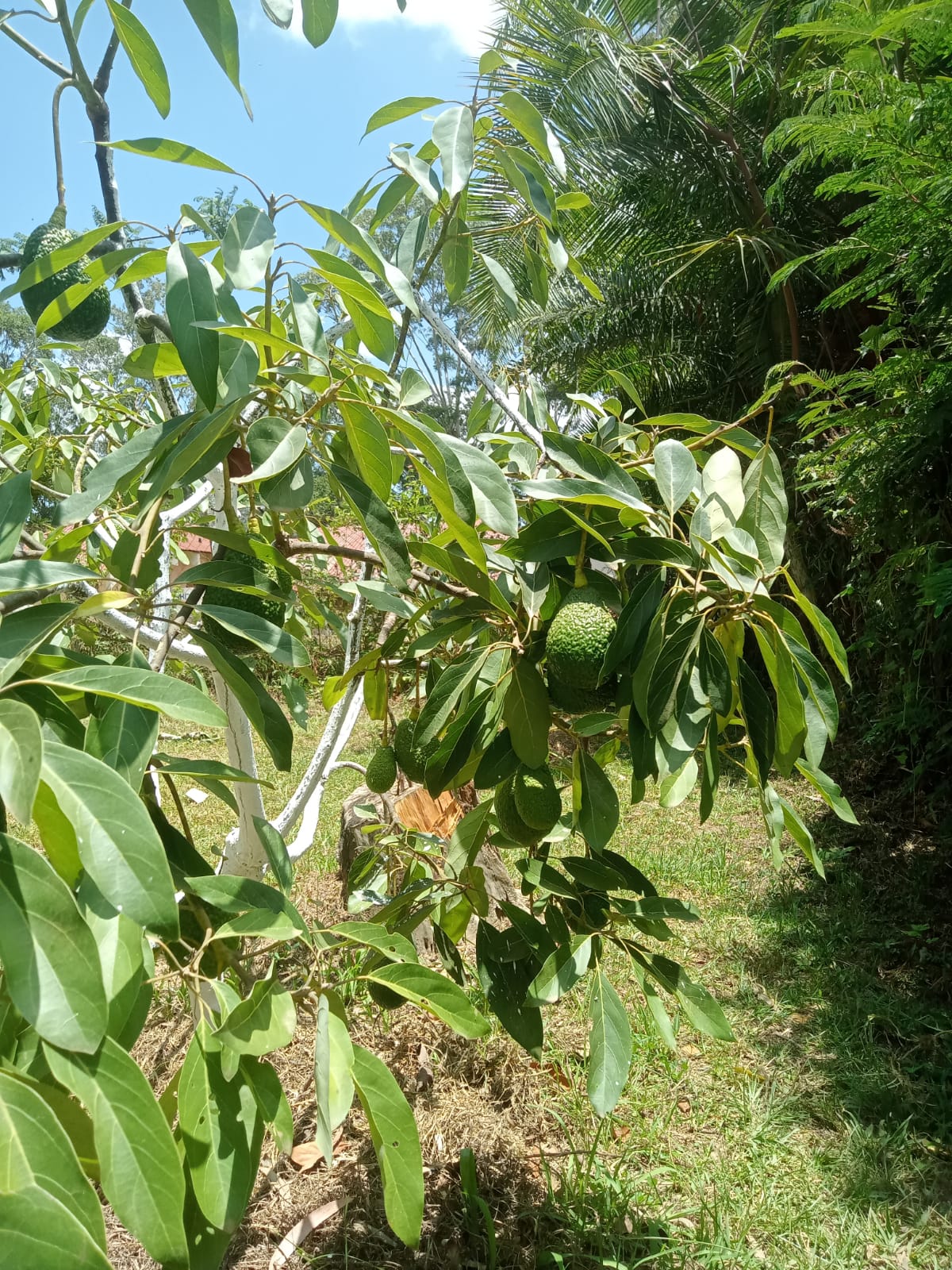 Kakuzi to train smallholder farmers on avocado production