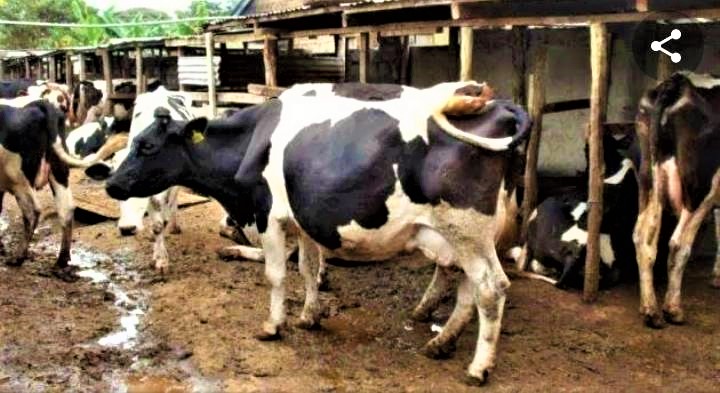 Farmers embrace homemade feeds as commercial feeds prices hikes