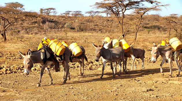Donkey skin demand fuels theft, livelihood crisis in Kenya, Africa: Report