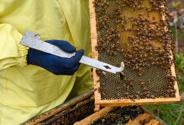Researchers find native bee honey may tackle antibiotic resistance