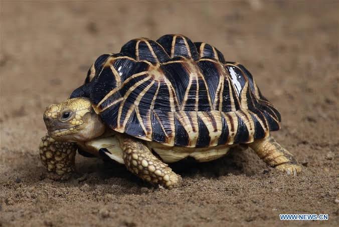 KWS unveils 10-year plan to save endangered pancake tortoise