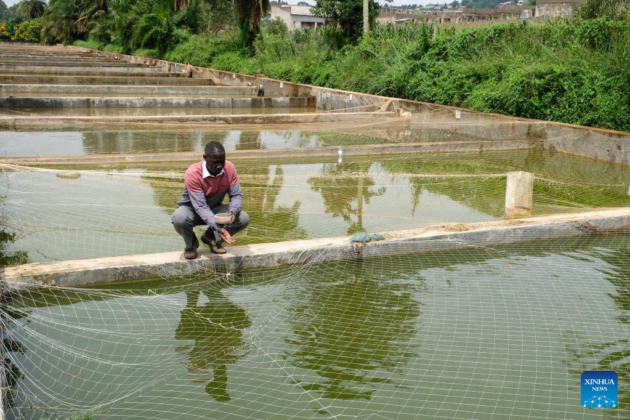 Black soldier fly project to cut fish feed costs, create youth jobs
