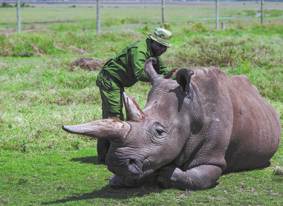 Kenya’s black rhino and elephant populations remain steady, census