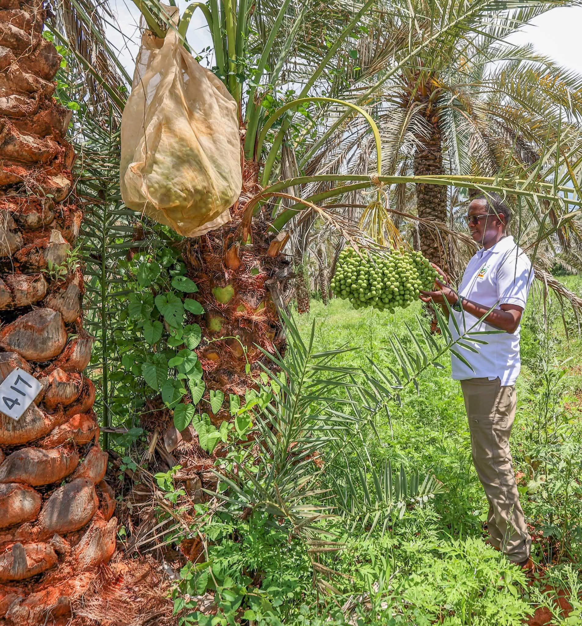 Govt eyes date palm farming to cut imports, grow ASAL incomes