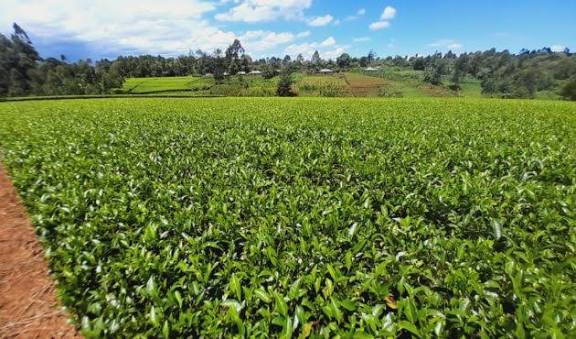 Court upholds Lipton Teas’ Manager dismissal over sexual harassment