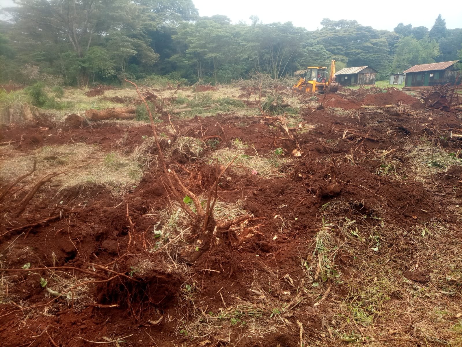 Group raises alarm over indigenous tree felling in Karura