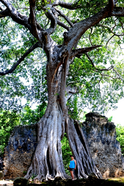 Gedi Ruins in Kenya photographed by Susan Wong tree Gedi Ruins in Kenya photographed by Susan Wong tree