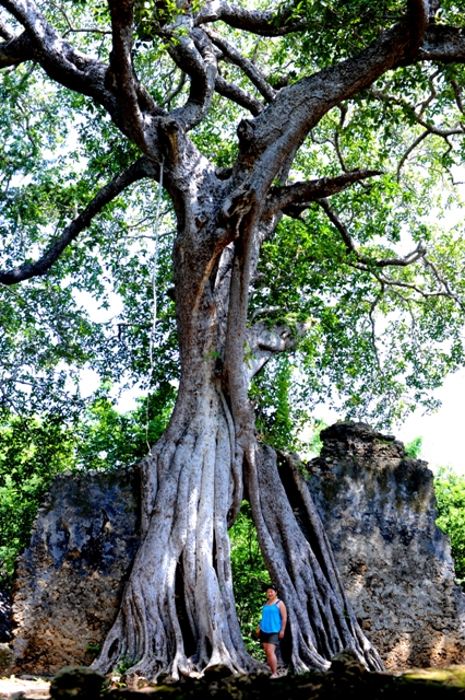 Gedi Ruins in Kenya photographed by Susan Wong tree