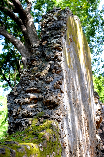 Gedi Ruins in Kenya photographed by Susan Wong wall