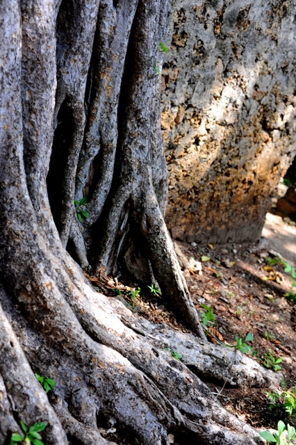 Gedi Ruins in Kenya photographed by Susan Wong wall2