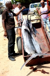 Touring in a Tuk Tuk in Malindi photographed by Susan Wong 2011 - sailfish